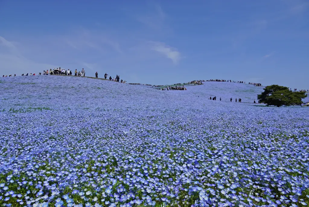 25年目を迎えたネモフィラ、満開に！（国営ひたち海浜公園） 画像 2