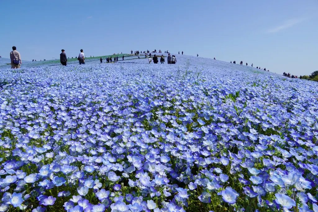 25年目を迎えたネモフィラ、満開に！（国営ひたち海浜公園） 画像 3