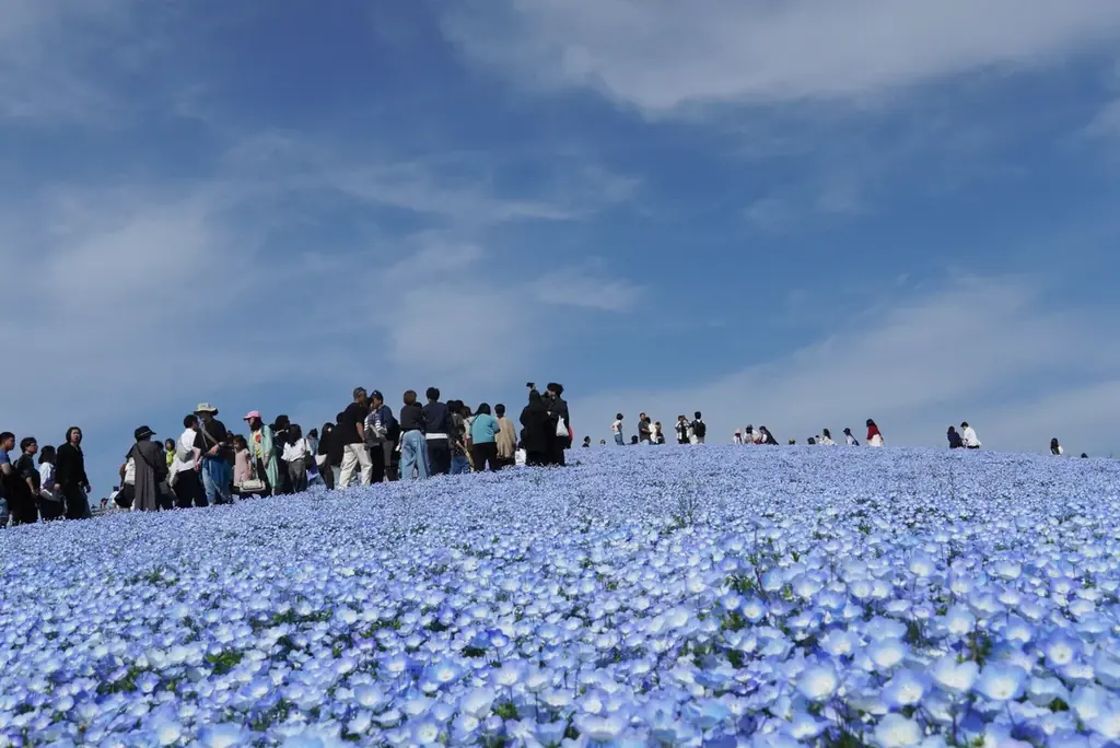 25年目を迎えたネモフィラ、満開に！（国営ひたち海浜公園） 画像 4