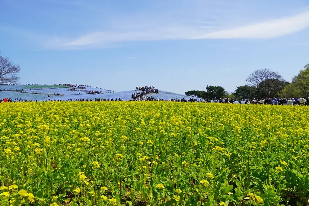 25年目を迎えたネモフィラ、満開に！（国営ひたち海浜公園） 画像 5