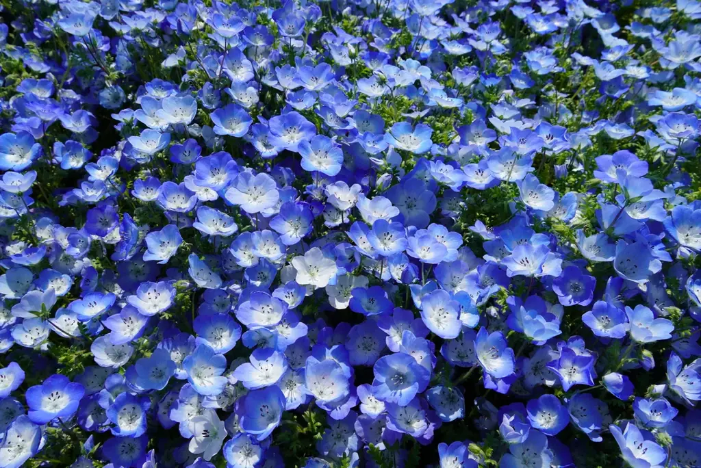 25年目を迎えたネモフィラ、満開に！（国営ひたち海浜公園） 画像 6