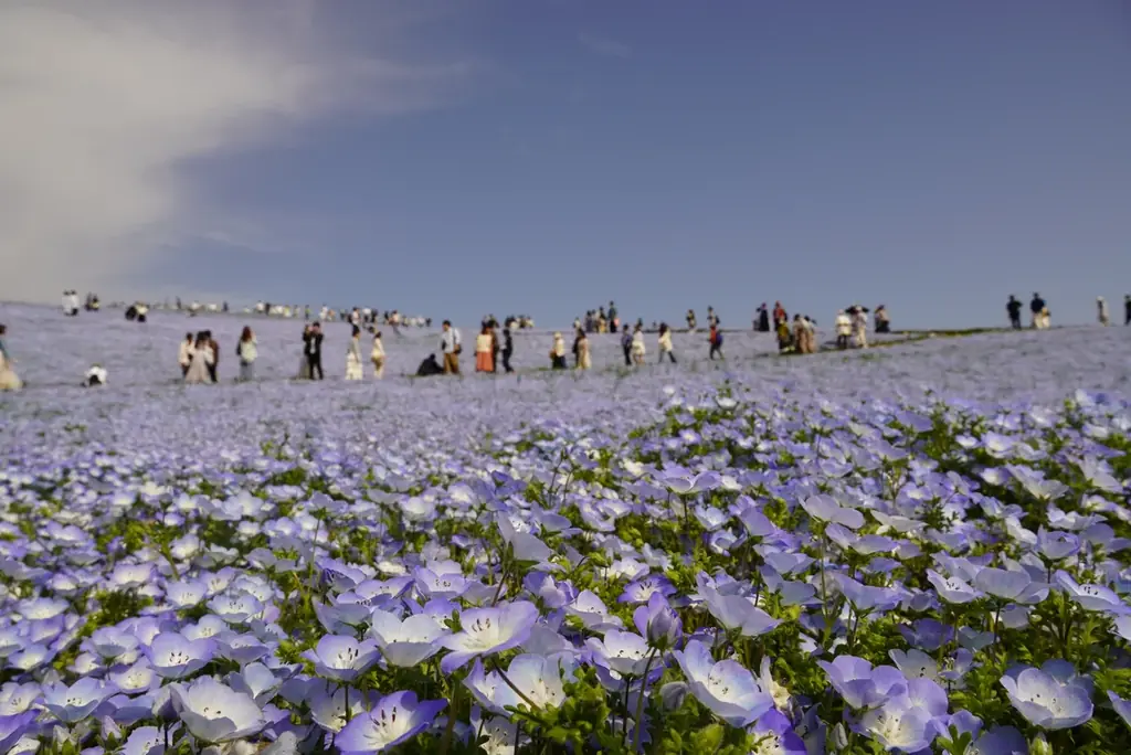 25年目を迎えたネモフィラ、満開に！（国営ひたち海浜公園） 画像 8