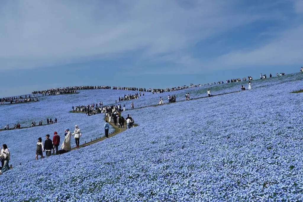 25年目を迎えたネモフィラ、満開に！（国営ひたち海浜公園） 画像 9