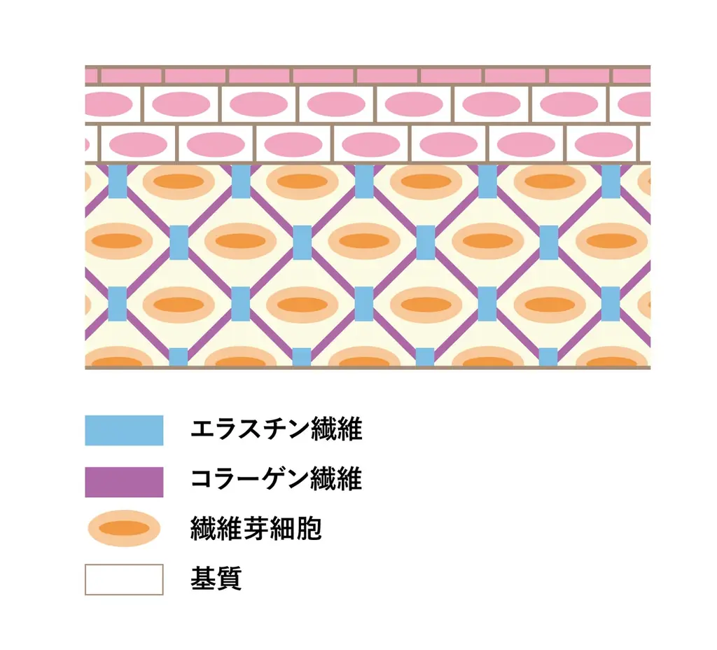紫外線がシミだけでなく肌弾力を奪う理由 画像 2