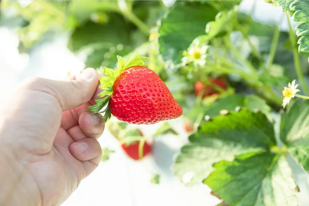 🍓ゴールデンウィークはいちご狩り🍓SNSに写真投稿でプレゼントがもらえる！県内の観光いちご園でフェアを開催します 画像 2