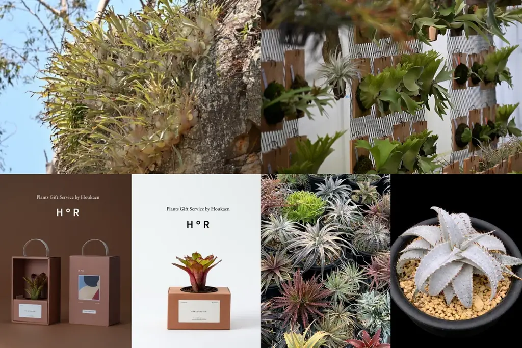 【阪急うめだ本店】他に類を見ない希少品種から新株まで。“アートな植物” ビカクシダや希少植物が大阪・梅田に集結します 画像 1