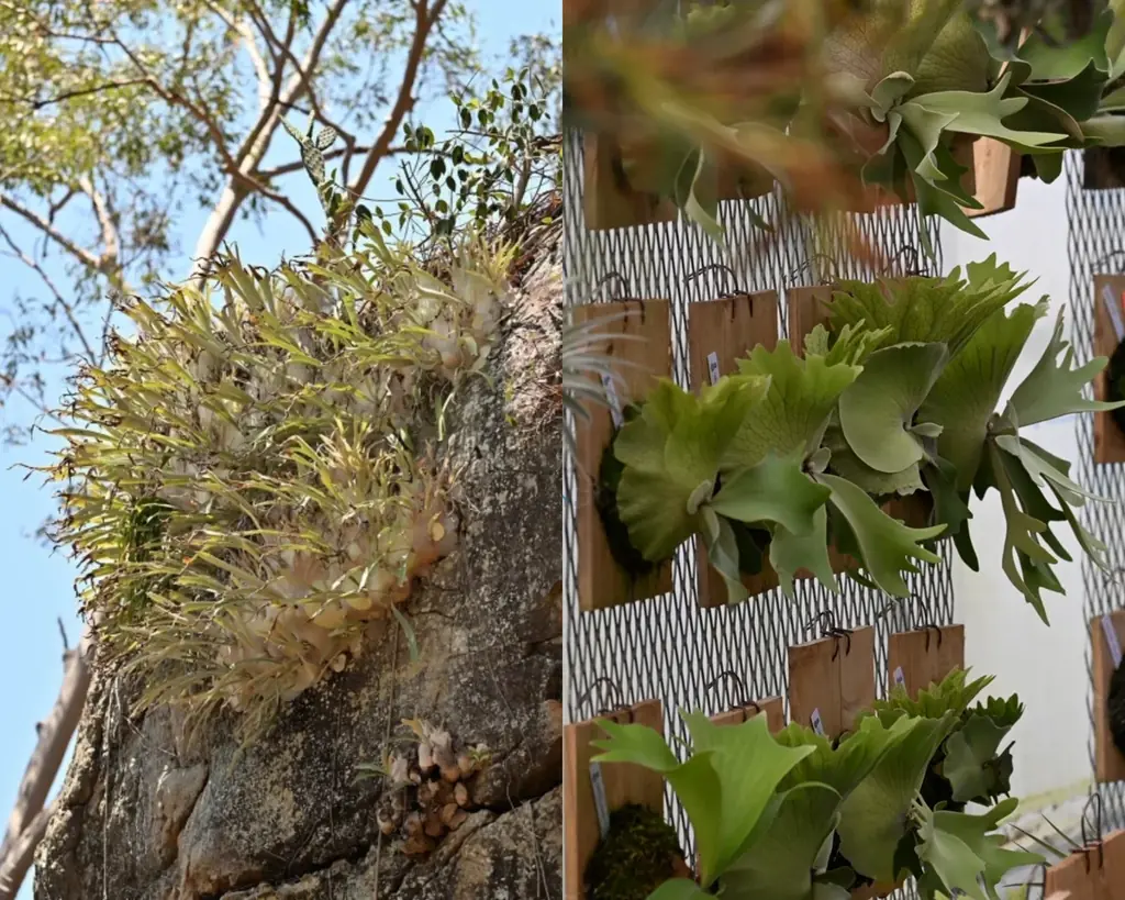 【阪急うめだ本店】他に類を見ない希少品種から新株まで。“アートな植物” ビカクシダや希少植物が大阪・梅田に集結します 画像 2