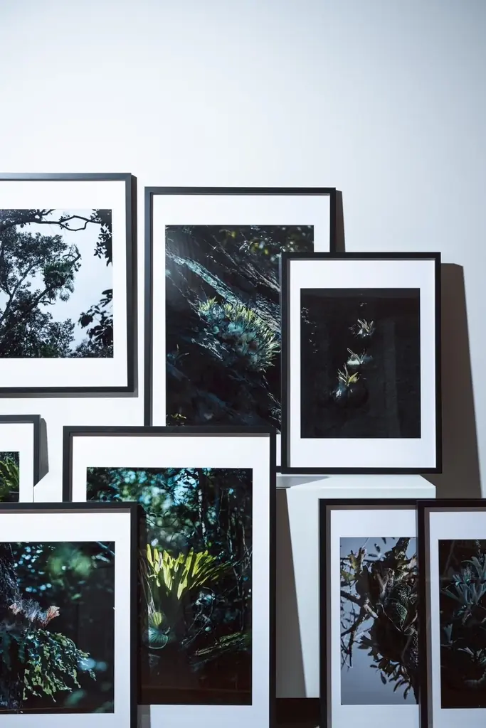 【阪急うめだ本店】他に類を見ない希少品種から新株まで。“アートな植物” ビカクシダや希少植物が大阪・梅田に集結します 画像 3