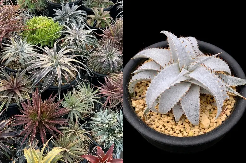 【阪急うめだ本店】他に類を見ない希少品種から新株まで。“アートな植物” ビカクシダや希少植物が大阪・梅田に集結します 画像 5