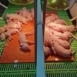 防疫・暑熱・鳥獣害対策から、人手不足による省力化まで。畜産専門展示会「九州 畜産資材EXPO」 5月27日（水）より開催 画像 4