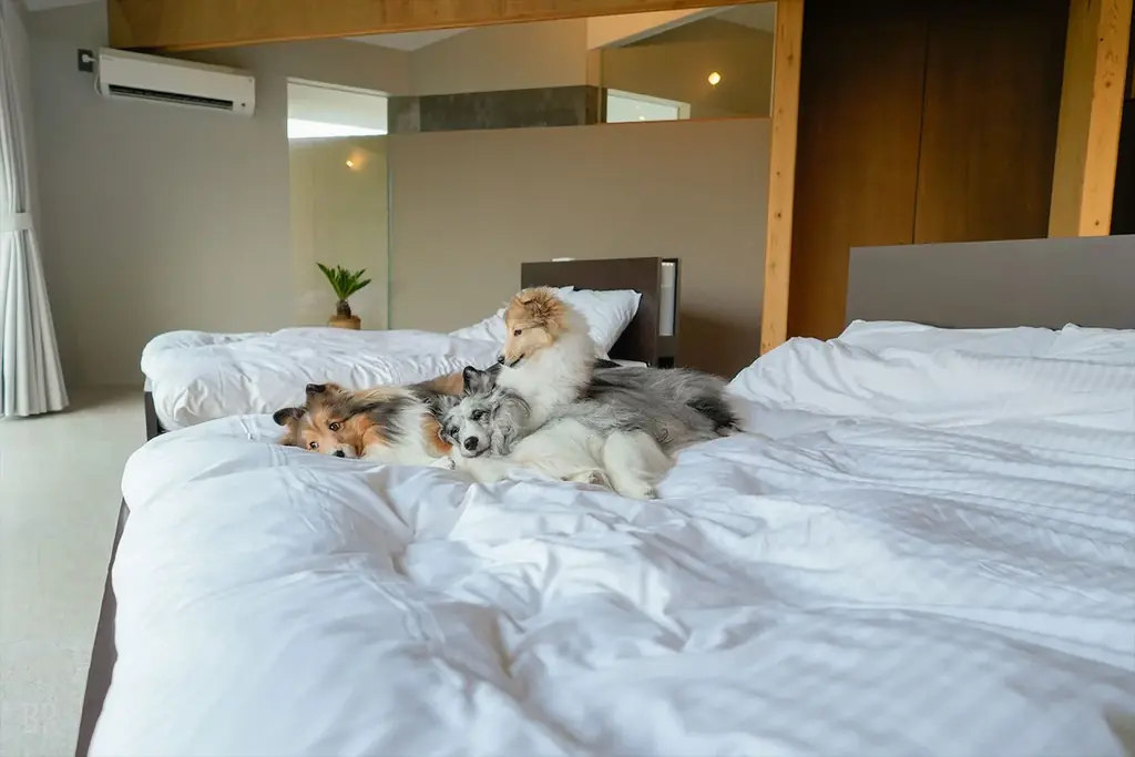 【千葉のペット同伴旅】愛犬との「最高」を更新する。千葉・匝瑳の『NAGARAMI RESORT SOSA』が6月に進化。国内最高峰のドッグファーストを体現した1棟限定ヴィラ《Grande》が誕生。 画像 21