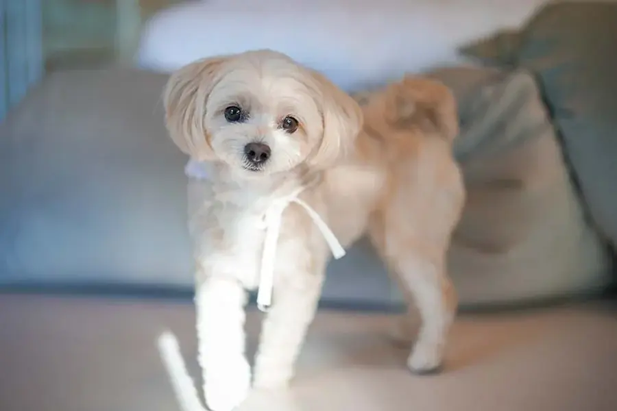 【淡路島】小学生以下無料＆“幻の肉”淡路ビーフBBQも15%OFF！“Googleクチコミ★4.9”のオーシャンビューグランピング「ブリーズガーデン淡路」が『2大初夏旅キャンペーン』を実施中 画像 16