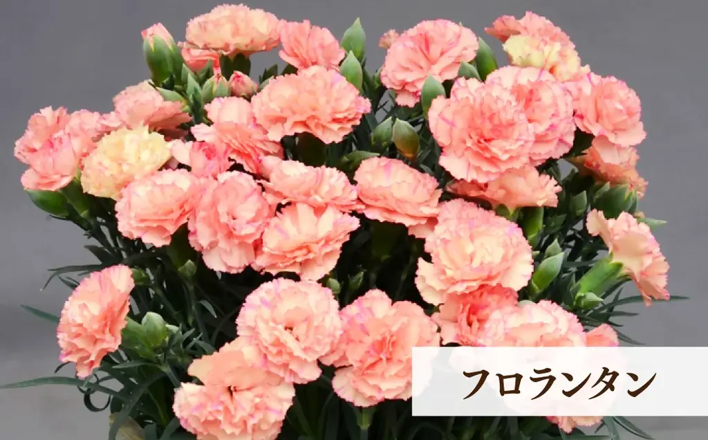 【茨城県常陸太田市】新色登場！母の日カーネーション！ 画像 2