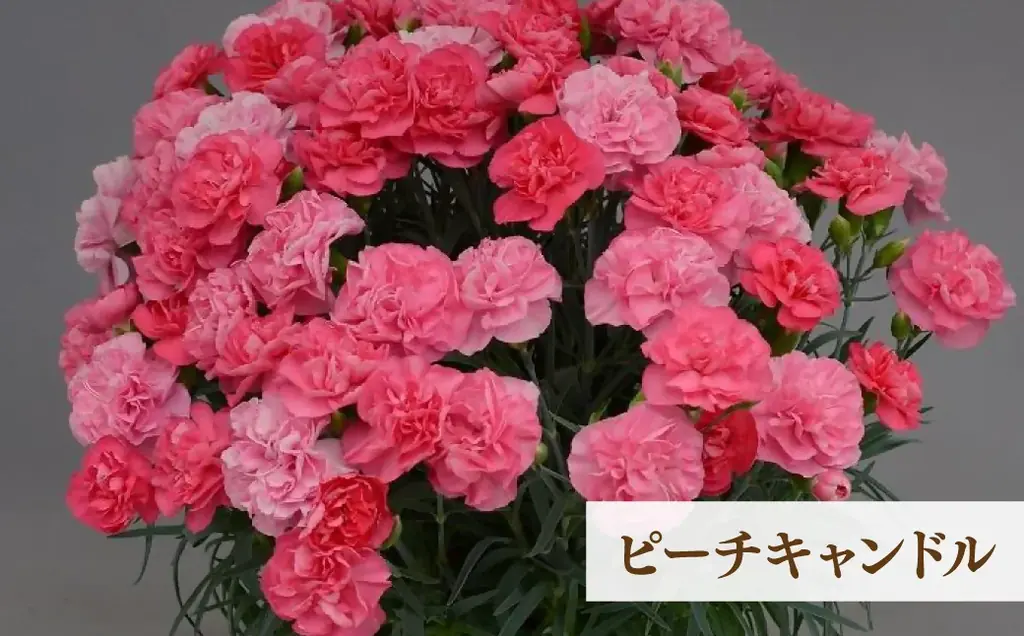 【茨城県常陸太田市】新色登場！母の日カーネーション！ 画像 3