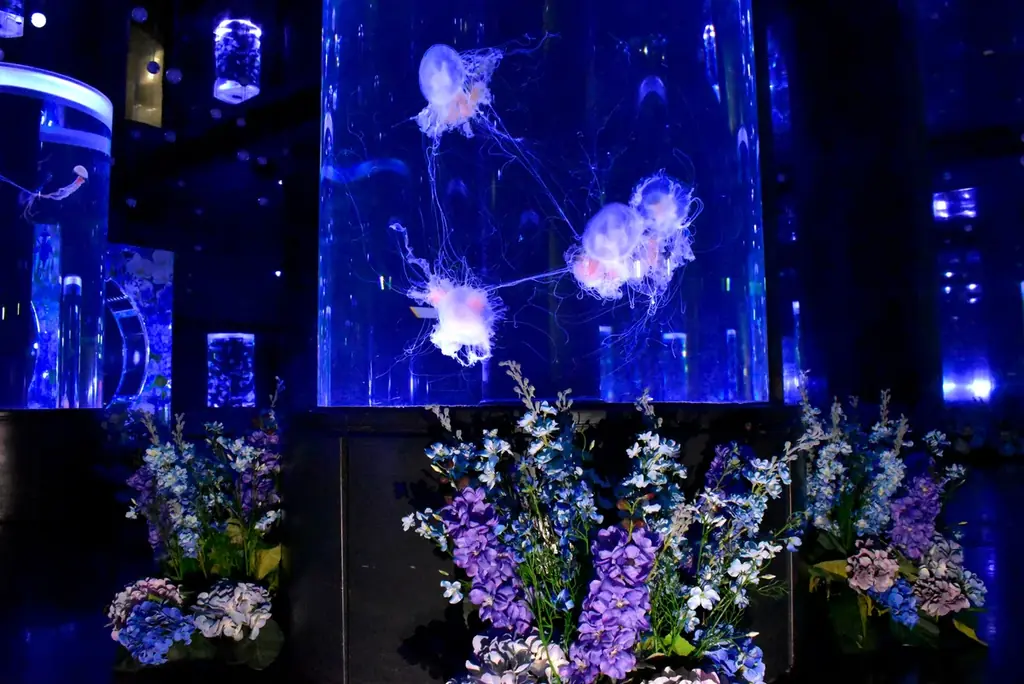 「クラゲ×花」で、生きものを新たな視点から楽しむ幻想的癒し空間へ！ 日比谷花壇、『マクセル アクアパーク品川』の空間装飾をプロデュース。 画像 7