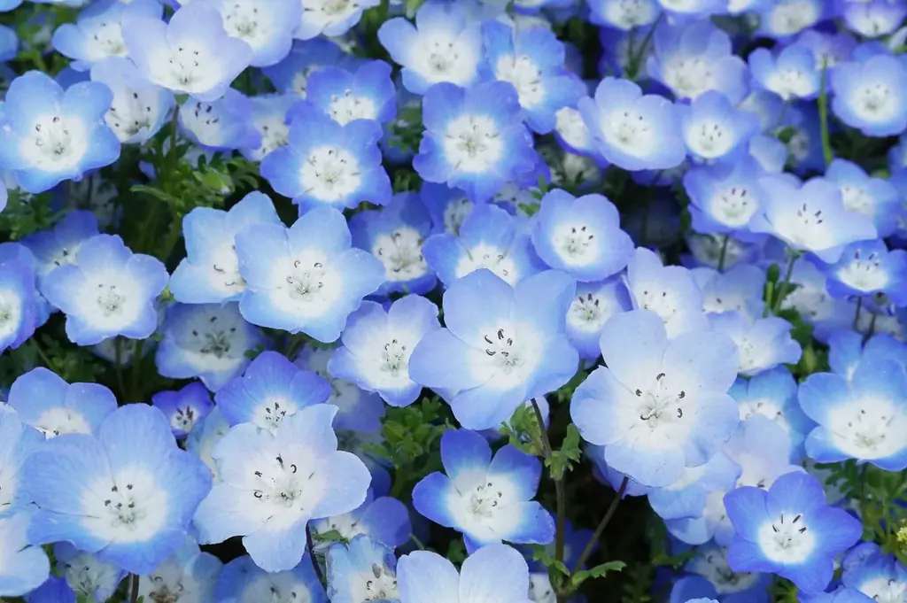 ネモフィラの見頃期間を延長！　満開は4月26日まで、見頃後半は5月1日まで（国営ひたち海浜公園） 画像 10