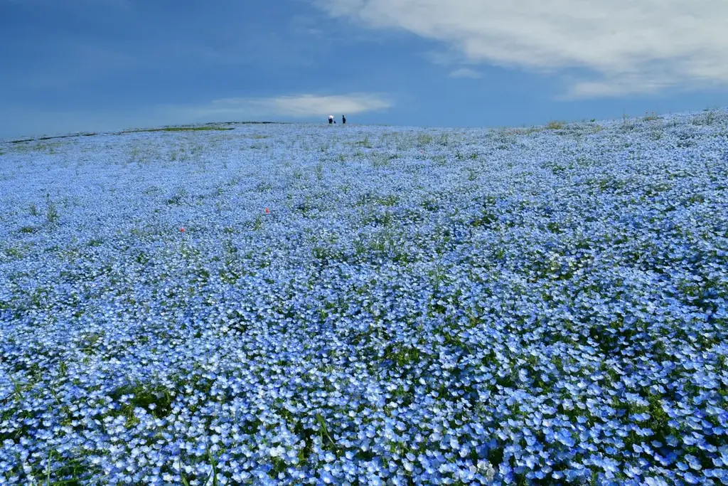 ネモフィラの見頃期間を延長！　満開は4月26日まで、見頃後半は5月1日まで（国営ひたち海浜公園） 画像 3