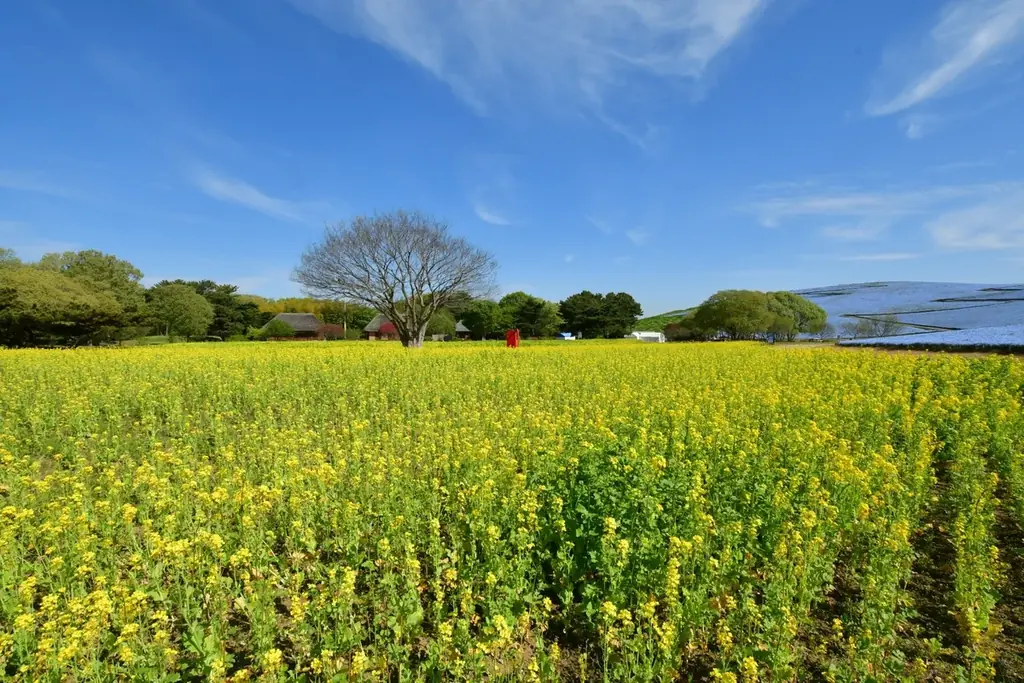 ネモフィラの見頃期間を延長！　満開は4月26日まで、見頃後半は5月1日まで（国営ひたち海浜公園） 画像 4