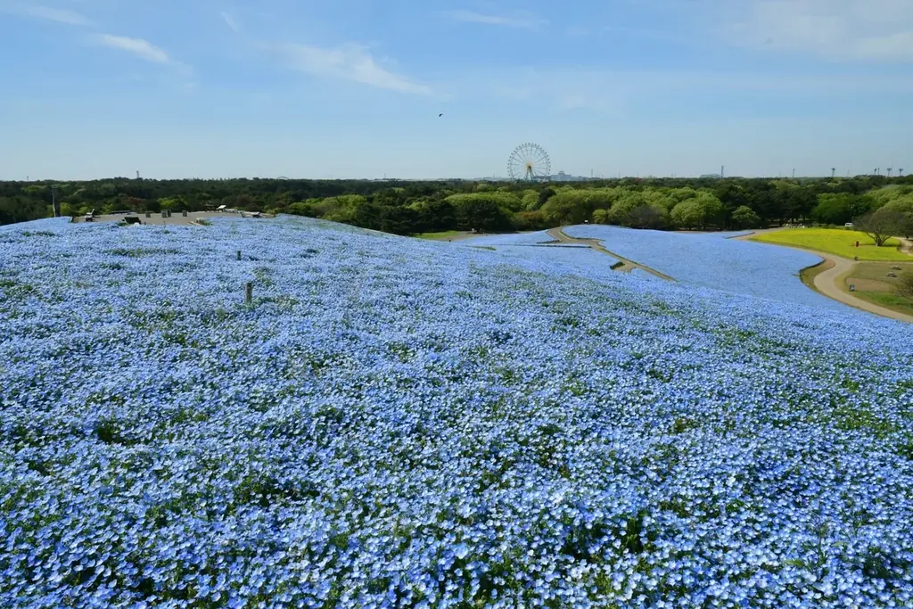 ネモフィラの見頃期間を延長！　満開は4月26日まで、見頃後半は5月1日まで（国営ひたち海浜公園） 画像 5