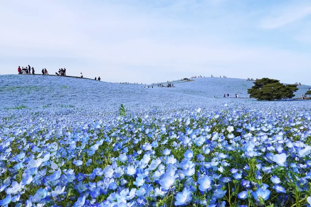 ネモフィラの見頃期間を延長！　満開は4月26日まで、見頃後半は5月1日まで（国営ひたち海浜公園） 画像 6