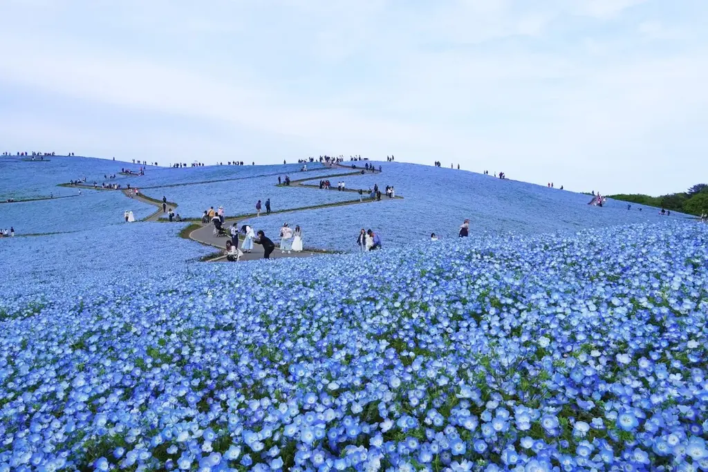 ネモフィラの見頃期間を延長！　満開は4月26日まで、見頃後半は5月1日まで（国営ひたち海浜公園） 画像 7