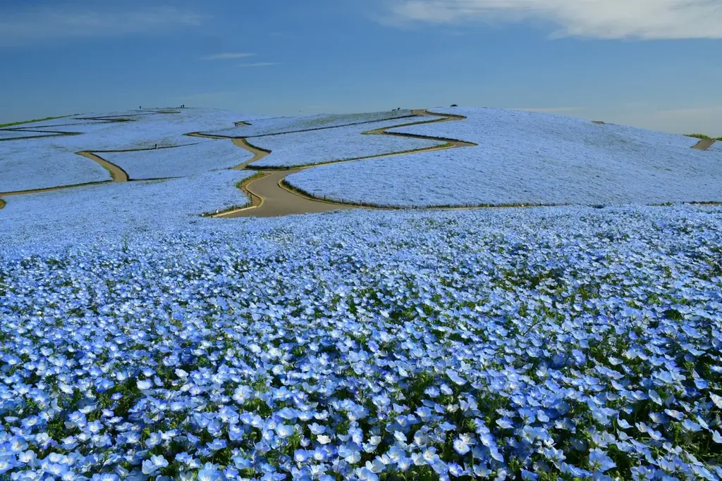 ネモフィラの見頃期間を延長！　満開は4月26日まで、見頃後半は5月1日まで（国営ひたち海浜公園） 画像 8