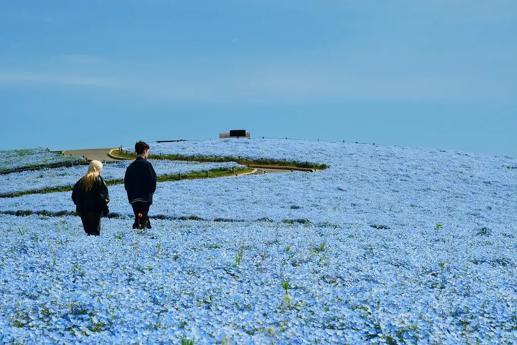 ネモフィラの見頃期間を延長！　満開は4月26日まで、見頃後半は5月1日まで（国営ひたち海浜公園） 画像 9