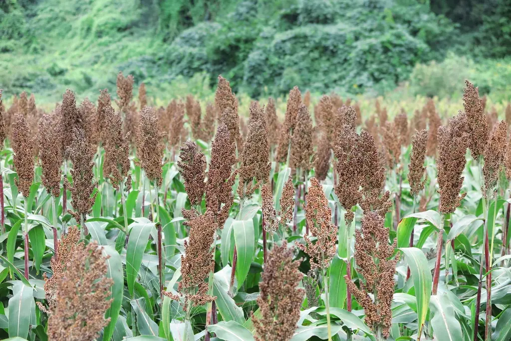 信州・須坂から「クリーンジャンキー」な食体験を。“SORGAM”のローンチパーティを開催。 画像 3