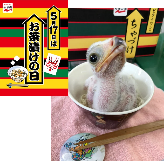 5月17日＝お茶漬けの日は、ヘビクイワシ「ちゃづけ」ちゃんが主役！　永谷園×東武動物公園「ちゃづけ」ちゃん誕生日コラボイベント開催 画像 4