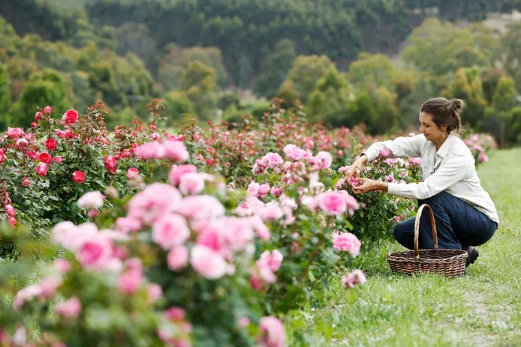 【ホテルコラボレーションプラン】オーガニックコスメブランド＜ジュリーク＞と、富士の眺望を誇るサウナ＆リトリート ＜GEN.＞による取り組み第2章を展開中！ 画像 13