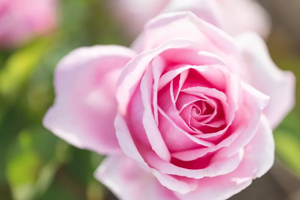 【ホテルコラボレーションプラン】オーガニックコスメブランド＜ジュリーク＞と、富士の眺望を誇るサウナ＆リトリート ＜GEN.＞による取り組み第2章を展開中！ 画像 14