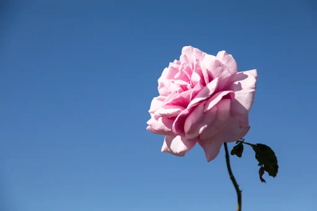 【ホテルコラボレーションプラン】オーガニックコスメブランド＜ジュリーク＞と、富士の眺望を誇るサウナ＆リトリート ＜GEN.＞による取り組み第2章を展開中！ 画像 17