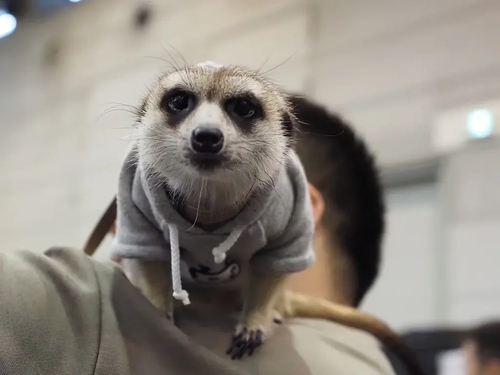 人気芸人＆静岡のスターがステージに大集合！ふじのくにキャンピングカー＆アウトドアショー2026開催決定！ 画像 12