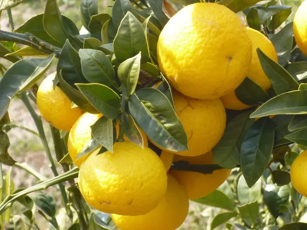 あめやえいたろう　“パリッと弾ける、初夏の柑橘。” 画像 2
