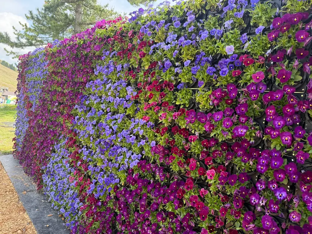見て、遊んで、食べて。全部が主役のGWへ。【びわこ箱館山】　130匹の鯉のぼり×100m虹色スライダー×苺パフェ 画像 15
