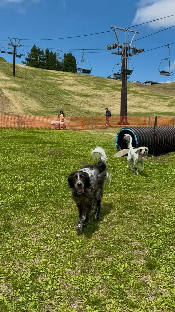 見て、遊んで、食べて。全部が主役のGWへ。【びわこ箱館山】　130匹の鯉のぼり×100m虹色スライダー×苺パフェ 画像 8