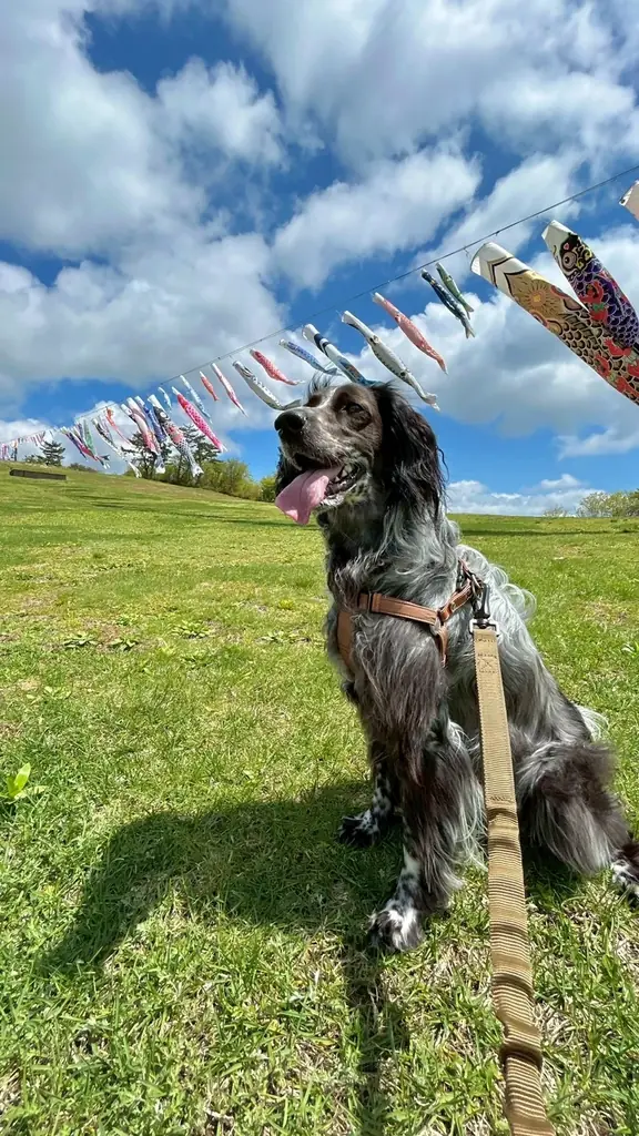 見て、遊んで、食べて。全部が主役のGWへ。【びわこ箱館山】　130匹の鯉のぼり×100m虹色スライダー×苺パフェ 画像 9
