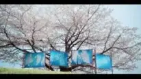 『ちるらん 新撰組鎮魂歌』最終話＆世界配信直前特別企画　散った桜が描く、新撰組の“散り様”の美しさ――散った桜で完成するグラフィック広告「CHIRU-CANVAS」と制作過程スペシャルムービーを公開！ 画像 10