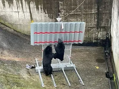 【新エリア開設】多発するクマ被害を受け「野生動物リスク対策ゾーン」を初開催 画像 6