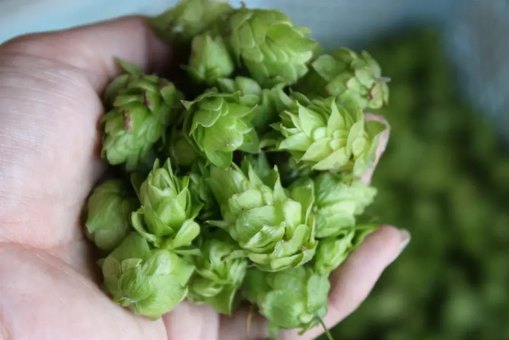 サンクトガーレン「父の日IPA」2026年5月8日発売 。ホップの香りしっかり、糖度ほぼゼロのドライな飲み口 画像 2