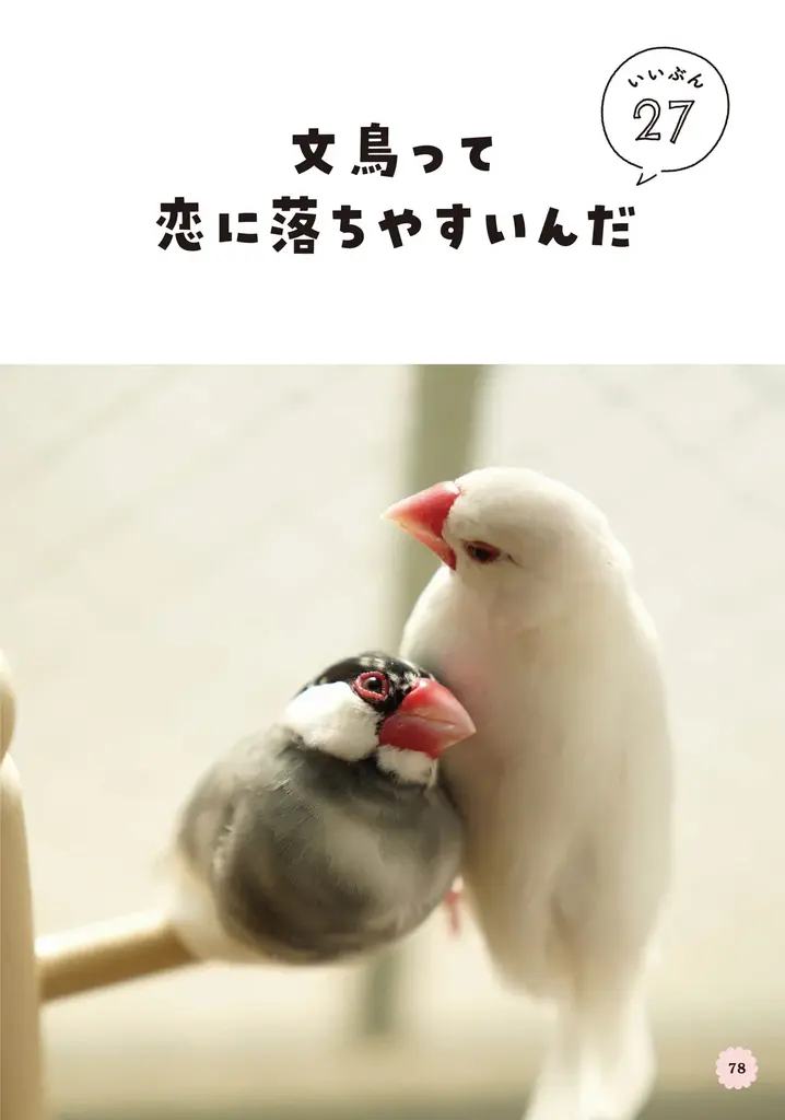 文鳥にモテたい人にオススメ 最新研究でわかった50のヒミツを可愛い写真とともに解説した『文鳥のいいぶん。』が発売 画像 10