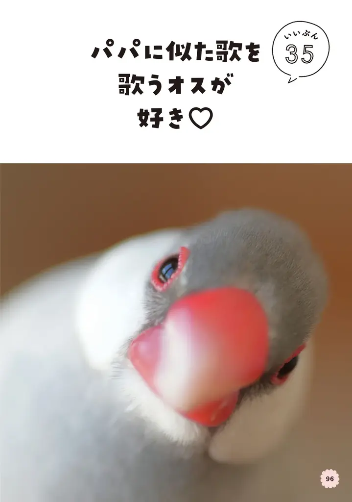 文鳥にモテたい人にオススメ 最新研究でわかった50のヒミツを可愛い写真とともに解説した『文鳥のいいぶん。』が発売 画像 11
