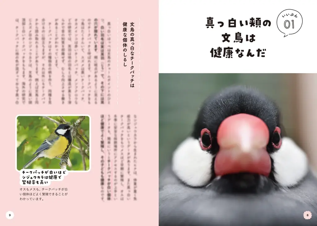 文鳥にモテたい人にオススメ 最新研究でわかった50のヒミツを可愛い写真とともに解説した『文鳥のいいぶん。』が発売 画像 2