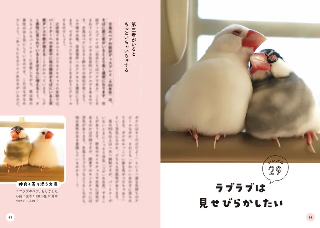文鳥にモテたい人にオススメ 最新研究でわかった50のヒミツを可愛い写真とともに解説した『文鳥のいいぶん。』が発売 画像 5