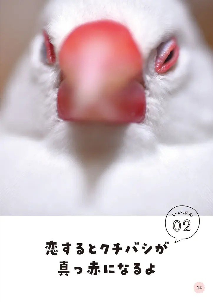 文鳥にモテたい人にオススメ 最新研究でわかった50のヒミツを可愛い写真とともに解説した『文鳥のいいぶん。』が発売 画像 6