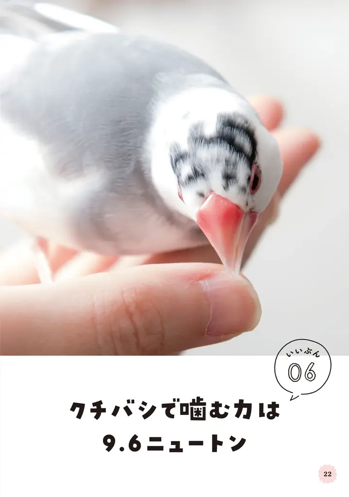文鳥にモテたい人にオススメ 最新研究でわかった50のヒミツを可愛い写真とともに解説した『文鳥のいいぶん。』が発売 画像 7