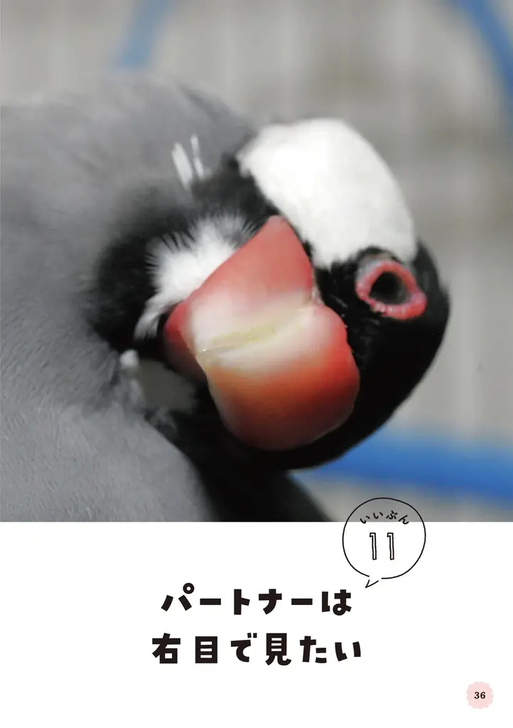 文鳥にモテたい人にオススメ 最新研究でわかった50のヒミツを可愛い写真とともに解説した『文鳥のいいぶん。』が発売 画像 8