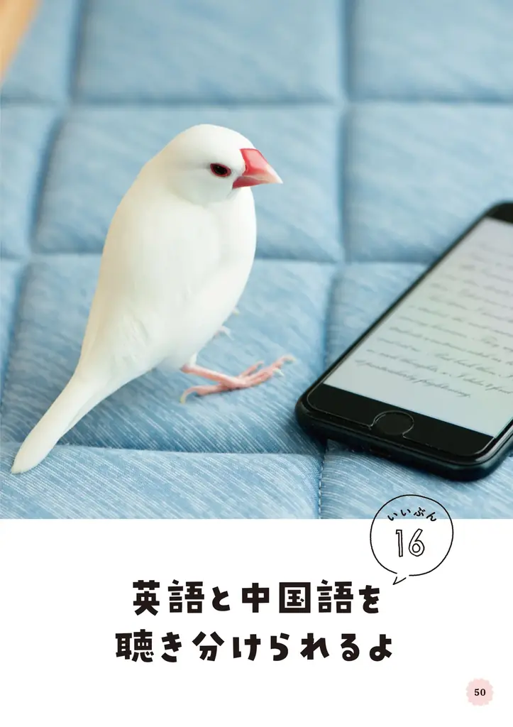 文鳥にモテたい人にオススメ 最新研究でわかった50のヒミツを可愛い写真とともに解説した『文鳥のいいぶん。』が発売 画像 9