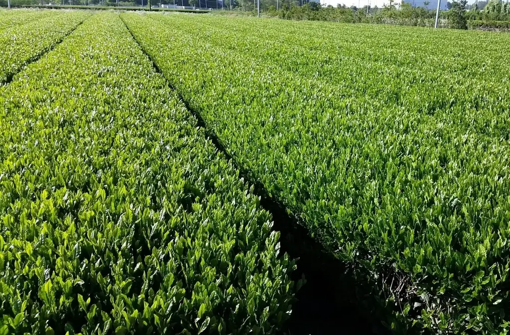 新茶シーズン到来！　おふろcafe utataneにて、埼玉を代表するお茶「狭山茶」を使った創作カフェメニューの提供や、おふろ・サウナイベントを実施します 画像 11