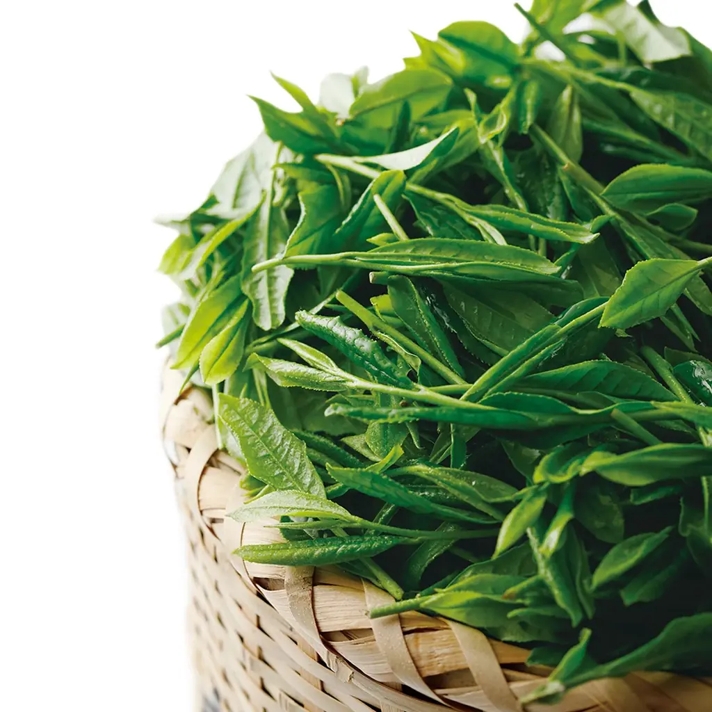 2026年5月1日（金）より、今年初の新茶「大走り新茶（おおばしりしんちゃ）」を数量限定で販売開始。 画像 2